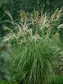 Produktbild: Miscanthus sinensis 'Hermann Müssel', Chinaschilf, ca. 11x11 cm Topf