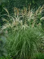 Produktbild: Pflanzen für Dich Gräser Miscanthus sinensis Hermann Müssel, 1 St., Chinaschilf, Silberfedergras, silbrig, aufrecht