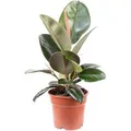 Produktbild: Value Greens Pflegeleichter Gummibaum  Ficus Elastica 'Robusta'  ca. 45 cm Hoch  Topf-Ø 17 cm