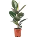 Produktbild: Gummibaum - pflegeleichte Zimmerpflanze, Ficus elastica 'Robusta' - Höhe ca. 50 cm, Topf-Ø 17 cm