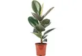 Produktbild: Flowerbox Zimmerpflanze Gummibaum - Ficus elastica 'Robusta', pflegeleicht - Höhe ca. 50 cm, Topf-Ø 17 cm
