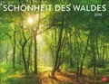 Produktbild: Kalender 2026 - Schönheit des Waldes Posterkalender