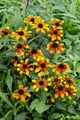 Produktbild: Rudbeckia triloba 'Prairie Glow' 9x9 cm Topf – Winterhart, Mehrjährig, Pflegeleicht – Dreilappiger Sonnenhut – Beetpflanze für Garten & Rabatten