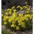 Produktbild: Olymp Felsenblümchen - Draba bruniifolia