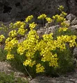 Produktbild: Olymp Felsenblümchen - Draba bruniifolia - lebende Gartenpflanze aus den Baumschulen