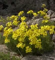 Produktbild: Olymp Felsenblümchen - Draba bruniifolia