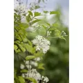 Produktbild: Clematis Vitalba 2l Eck 40- 60