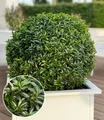 Produktbild: BALDUR Garten Euonymus 'Green Empire®',1 Pflanze, winterhart bis -20ºC & pflegeleicht, immergrün in Beet & Kübel, Buchsbaumersatz, resistent gegen Krankheiten und Schädlinge