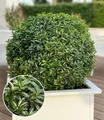 Produktbild: BALDUR Garten Euonymus 'Green Empire®',1 Pflanze, winterhart bis -20ºC & pflegeleicht, immergrün in Beet & Kübel, Buchsbaumersatz, resistent gegen Krankheiten und Schädlinge