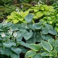 Produktbild: Funkien Pflanzen - 5 Wurzeln - Stauden Mehrjährig Winterhart - Budget Hosta Kollektion - Mix von 5 Hybriden in 5 Sorten - Pflanzen aus Holland (kein Samen, zwiebeln und nicht künstlich)