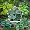 Produktbild: Hosta Funkie Pflanze Winterhart - Funky Budget Mix - 5 stück - Mehrfarbig
