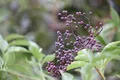 Produktbild: Sambucus nigra 40–60 cm – Winterhart, Mehrjährig, Pflegeleicht – Schwarzer Holunder – Heckenpflanze für Garten & Sichtschutz