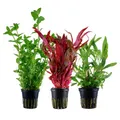Produktbild: AquaOne Aquarium Pflanzen I 3X Wasserpflanzen I Hintergrund Aquarienpflanzen I Alternanthera Hygrophila Bacopa I Set mit 3 Hintergrundpflanzen
