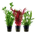 Produktbild: Aquaone Wasserpflanze Pflanzen Set mit 3 Hintergrund Wasserpflanzen Nr.124