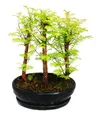 Produktbild: Bonsai für den Außenbereich – Metasequoia glyptostroboides – kleines Wäldchen mit 3 Pflanzen