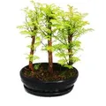 Produktbild: Exotenherz Outdoor-Bonsai Metasequoia Glyptostroboides Kleiner Wald Mit 3 Pflanzen
