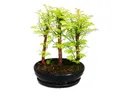 Produktbild: Exotenherz Zimmerpflanze Outdoor-Bonsai Metasequoia glyptostroboides kleiner Wald m. 3 Pflanzen