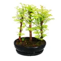Produktbild: Outdoor-Bonsai - Metasequoia glyptostroboides - kleiner Wald mit 3 Pflanzen