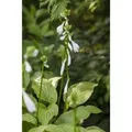 Produktbild: Hosta Plantaginea Royal Standard Duftende Funkie Ca. 11x11 cm Topf