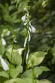 Produktbild: Hosta plantaginea 'Royal Standard', Duftende Funkie, ca. 11x11 cm Topf