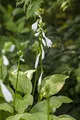 Produktbild: Hosta plantaginea 'Royal Standard' 11 cm Topf – Winterhart, Mehrjährig, Pflegeleicht – Funkie – Staude für Schattenbeet & Unterpflanzung