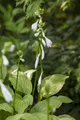 Produktbild: Pflanzen für Dich Staude Hosta plantaginea Royal Standard, 1 St., Funkie, Herzblattlilie