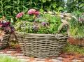 Produktbild: Pflanzschale XL Rattan Korbgefecht Pflanzen Blumen Garten Terrasse Ø 43 H 18 cm