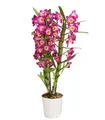 Produktbild: Dehner Traubenorchidee, üppige pinke Blüten, ca. 40-50 cm, Ø Topf 12 cm, Zimmerpflanze