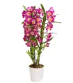 Produktbild: Dehner Zimmerpflanze Traubenorchidee, Dendrobium nobile, ca. 40-50 cm, versch. Farben, viele Blüten mit besonderem Aussehen