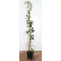Produktbild: Actinidia Arguta Issai Kiwi Selbstfruchtend 100–150 Cm