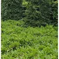 Produktbild: Bodendecker Lorbeerkirsche Mount Vernon 20-30cm - Prunus,aurocerasus