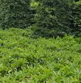 Produktbild: Bodendecker Lorbeerkirsche Mount Vernon 20-30cm - Prunus laurocerasus