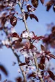 Produktbild: Prunus cerasifera 'Nigra' 80–100 cm – Winterhart, Mehrjährig, Pflegeleicht – Blutpflaume – Ziergehölz für Garten & Vorgarten