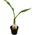 Produktbild: Exotenherz Winterharte Zierbanane Musella Lasiocarpa Golden Lotus Banane 12cm Topf