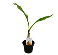 Produktbild: Exotenherz Gemüsepflanze Winterharte Banane - Musa - 12cm Topf