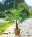 Produktbild: BALDUR Garten Winterharte Kübel-Palmen, 2 Pflanzen, Chinesische Hanfpalme Freilandpalme Gartenpalme, Trachycarpus fortunei frosthart, pflegeleicht, Wasserbedarf gering