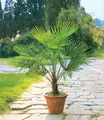 Produktbild: Winterharte Kübel-Palmen, 2 Pflanzen, Chinesische Hanfpalme Freilandpalme Gar...