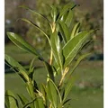 Produktbild: Kirschlorbeer Ester 80-100cm - Prunus,aurocerasus