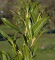 Produktbild: Kirschlorbeer Ester 80-100cm - Prunus laurocerasus