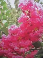 Produktbild: Lagerstroemia indica Seminole - Chinesische Kräuselmyrte - 40-60cm