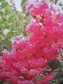 Produktbild: Lagerstroemia indica Seminole - Chinesische Kräuselmyrte - 40-60cm