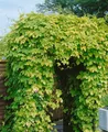 Produktbild: Humulus lupulus 'Aureus', Gold-Hopfen, gelbgrün, 40–60 cm