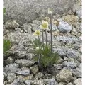 Produktbild: Windröschen - Anemone multifida