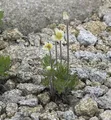 Produktbild: Windröschen - Anemone multifida