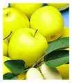 Produktbild: BALDUR Garten Säulen-Apfel 'Golden Delicious', 1 Pflanze, Apfelbaum, winterhart, platzsparende Säule für kleine Gärten, Balkone & Terrassen, Wasserbedarf gering, Malus domestica