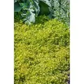 Produktbild: Origanum Vulgare Thumbles Echter Dost Ca. 9x9 cm Topf