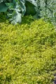 Produktbild: Origanum vulgare 'Thumbles' 9x9 cm Topf – Winterhart, Mehrjährig, Pflegeleicht – Oregano – Kräuterpflanze für Küche & Kräutergarten