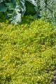 Produktbild: Pflanzen für Dich Staude Origanum vulg. Thumbles, 1 St., Oregano, Wilder Majoran, Echter Dost