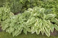 Produktbild: Hosta sieboldii, Funkie, grün-weiß, ca. 9x9 cm Topf