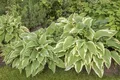 Produktbild: Pflanzen für Dich Staude Hosta sieboldii, 1 St., Funkie, Siebold-Funkie